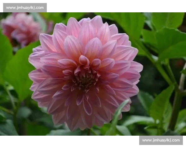 灰熊官宣两笔签约:中锋拉夫林与前锋伯顿加盟 灰熊官宣两笔签约:中锋拉夫林与前锋伯顿加盟